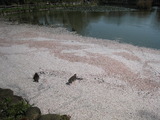 2012春(桜&心愛) 016