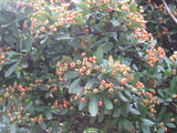 秋・心愛 011