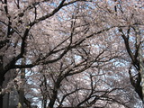 2011.桜、すず、 005
