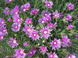 ココアの散歩(花)2011・5・21 007