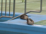 菊名池公園 007