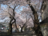 2011.桜、すず、 007