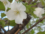 2011．春の草木 005