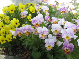 ココアの散歩(花)2011・5・21 003