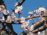 2011．春の草木 007