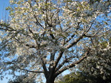 2011．春の草木 013