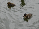菊名池公園 003