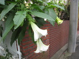 秋の 019