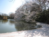 2012春(桜&心愛) 012