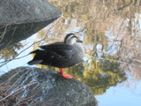 我が家の猫&犬・散歩&遊びに来る鳥 032