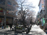 なみこ(袴)2011.3.24&25) 079