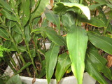 野菜(9月) 011