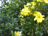 2011．春の草木 017