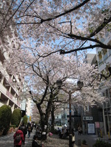 2011．桜自由が丘 002