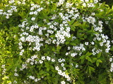 2011．春の草木 010