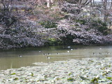 なみこ(袴)2011.3.24&25) 075