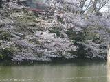 2012春(桜&心愛) 002
