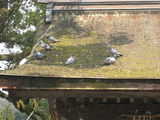 4月九州(母、神社、モカ) 040