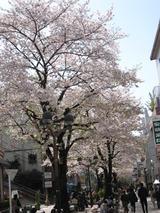 2011．桜自由が丘 003