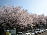 2011.桜、すず、 014
