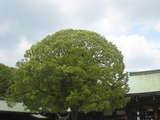 M 006