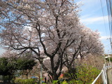 2011.桜、すず、 018