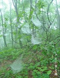 くもの巣
