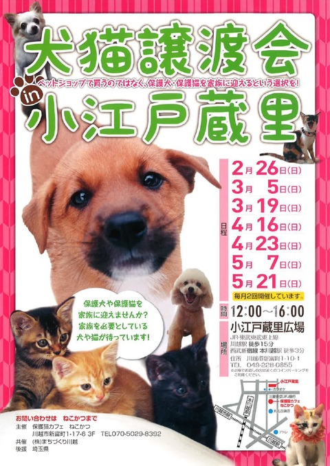 2月~5月犬猫チラシ