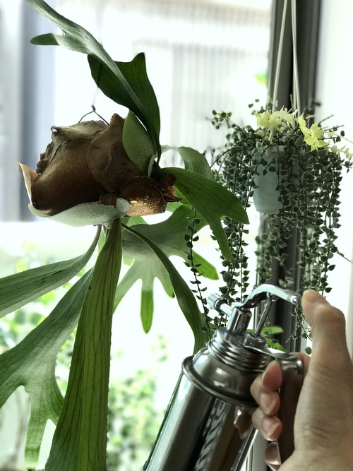 霧吹き