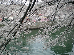 sakura1