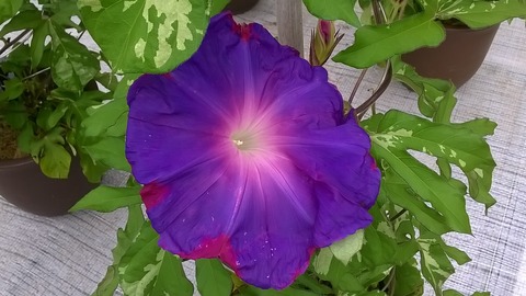 WP_20170801_033
