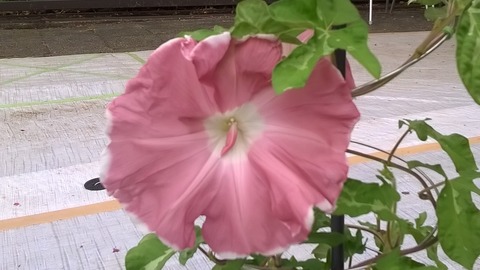 WP_20170801_034