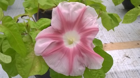 WP_20170801_037