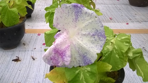 WP_20170801_040