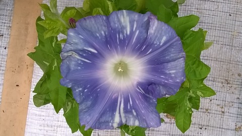 WP_20170801_039