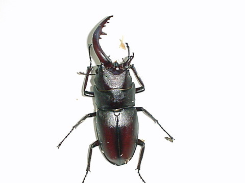 ♂♀半々のノコギリクワガタが発見される!非常に珍しいらしい