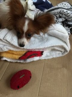 0911bibi
