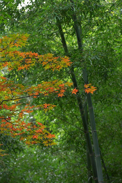 IMGP00901085,0125640091115