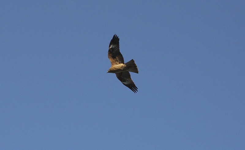 255b3837.jpg