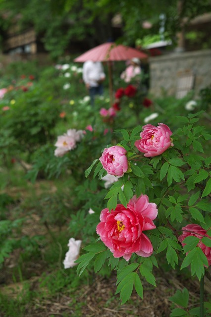 4330686a.jpg