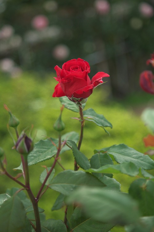 4d71c306.jpg