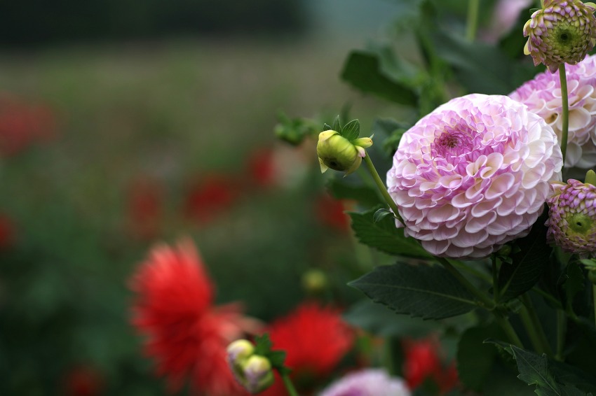 4f5c28a5.jpg