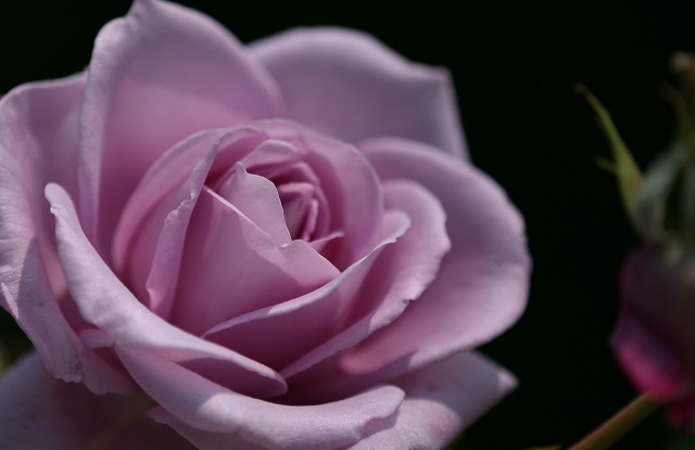 6a80f78b.jpg