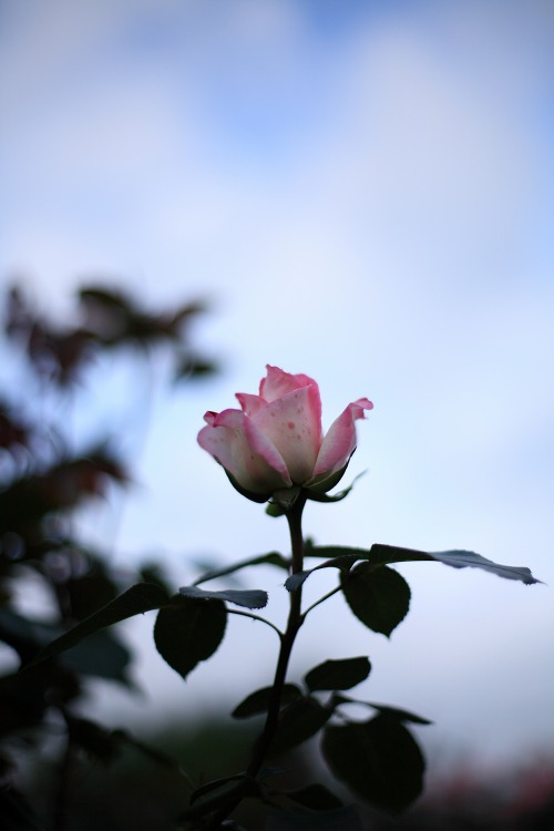 85c405d0.jpg