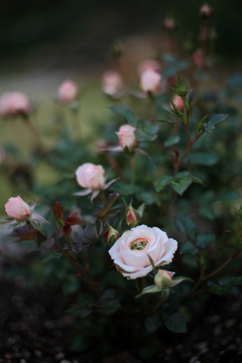94457514.jpg