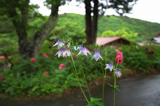 bcc264f2.jpg
