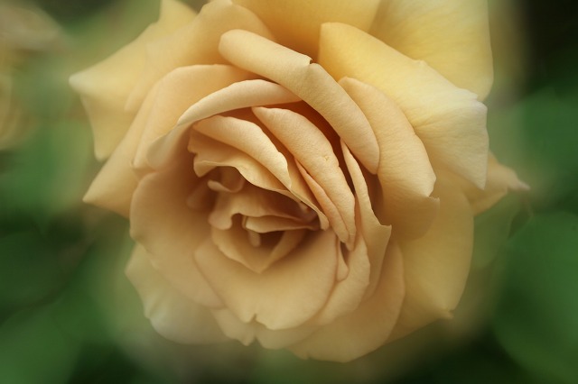 c44c422a.jpg