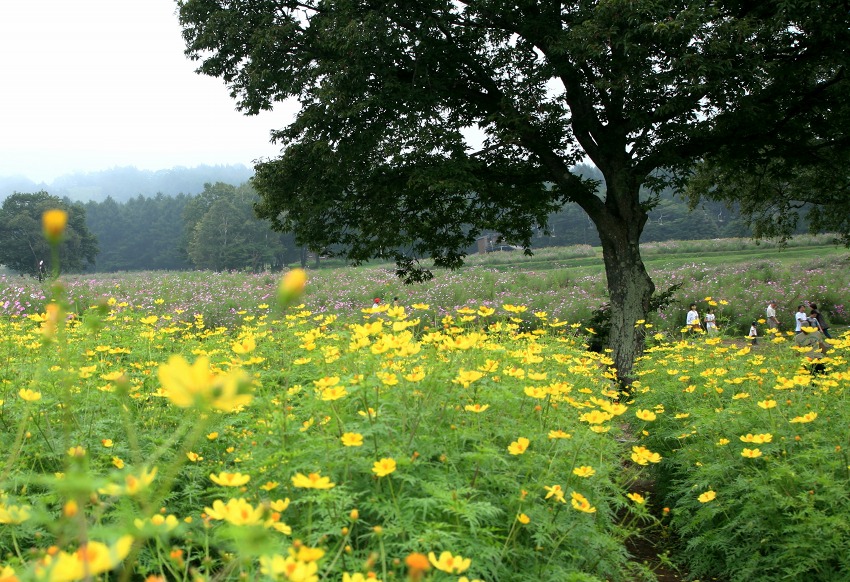 c9842931.jpg