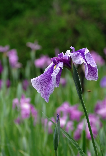 d6ba4374.jpg