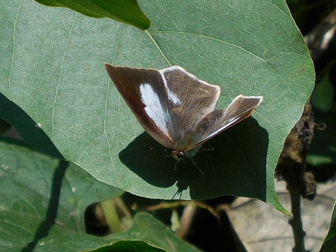 031